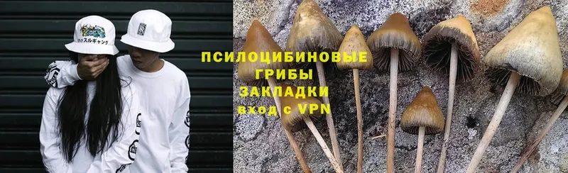 Псилоцибиновые грибы Psilocybe  Балей 